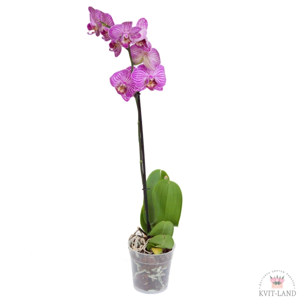 фиолетово-белая орхидея