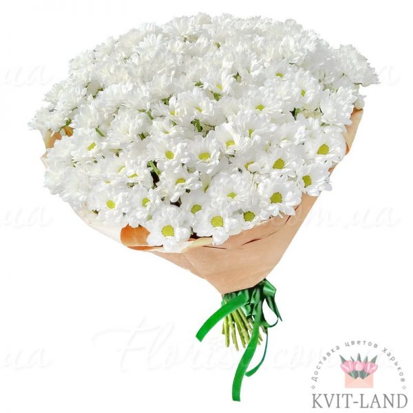 белая хризантема букет