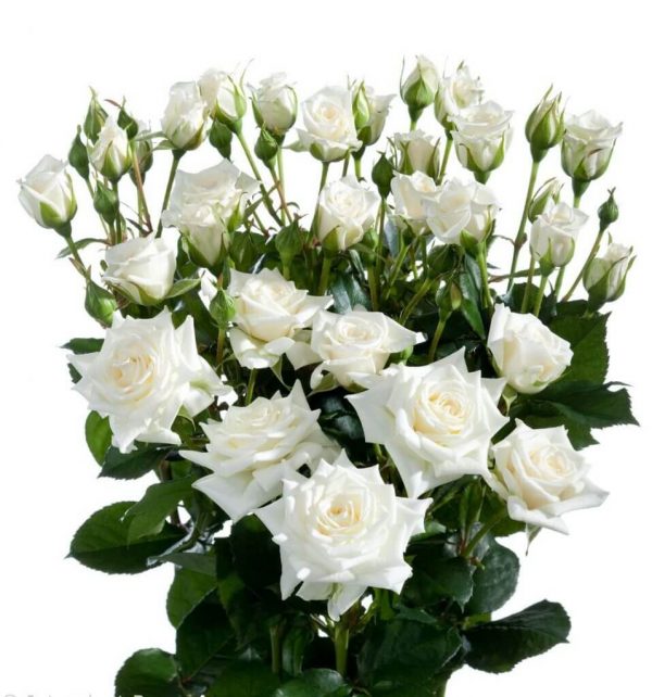 белая кустовая роза