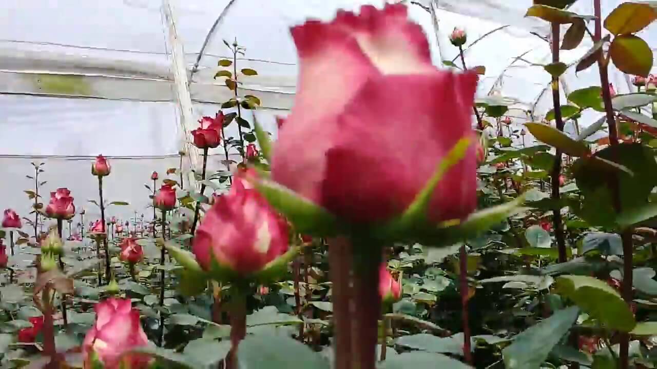 полная теплица роз