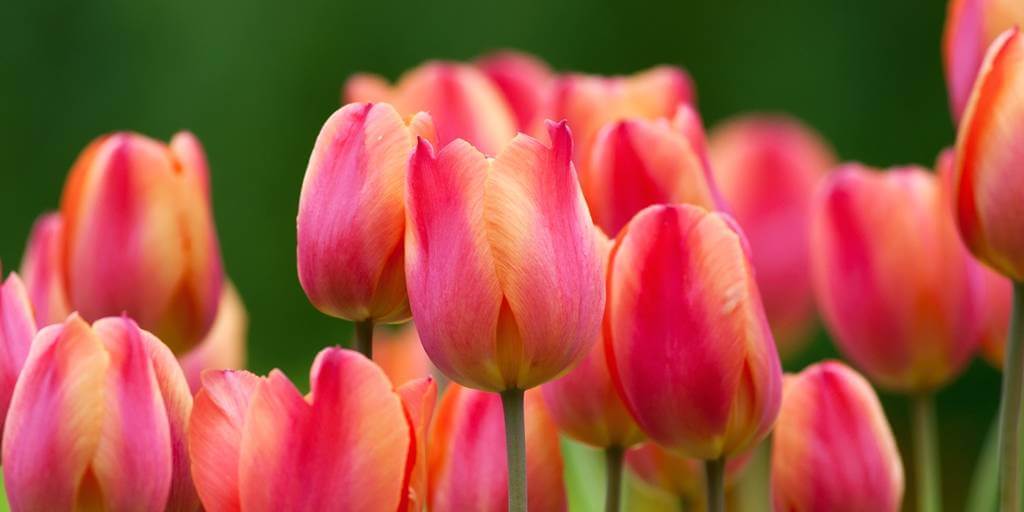 много розово-желтого тюльпана