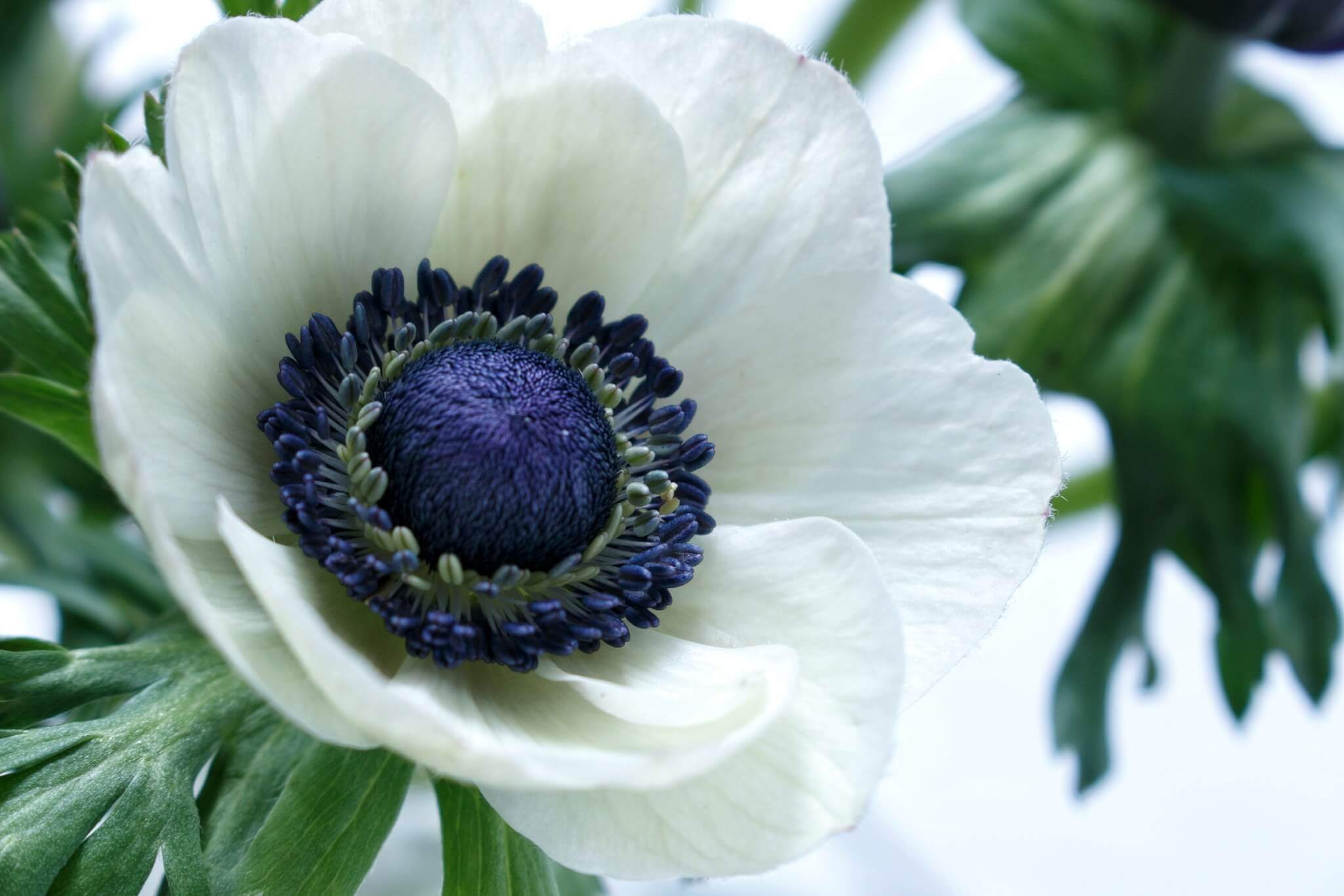 анемон белый цветок