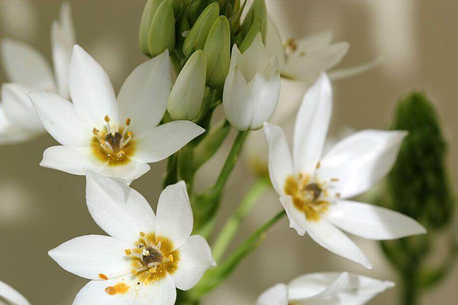 цветок белый орнитогалум